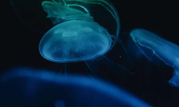 Bioluminescent Water