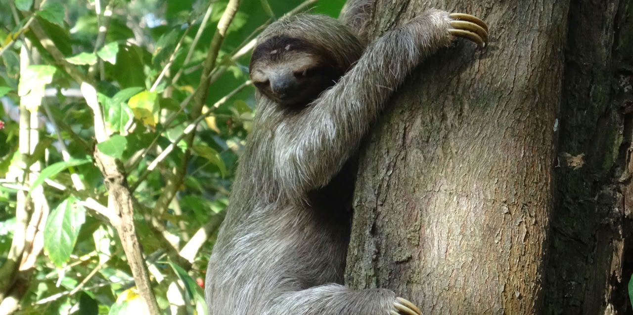 Sloth at Finca Montezuma