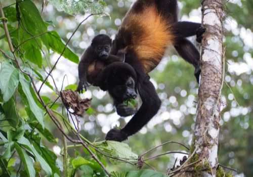Howler Monkeys