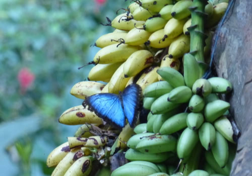 Blue Morpho Butterfly