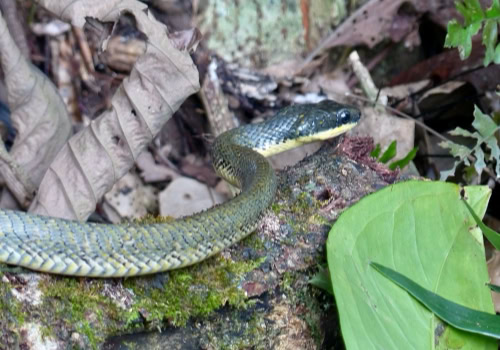 Neotropical Bird Eating Snake