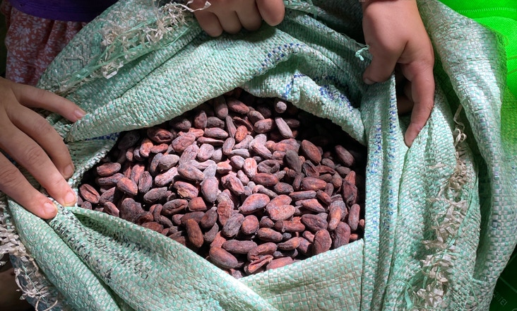 hands opening bag of sundried cacao beans